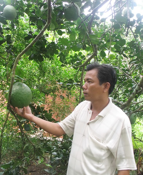 Trồng bưởi da xanh ở ven sông Trà Tân (Long Trung, Ba Dừa)