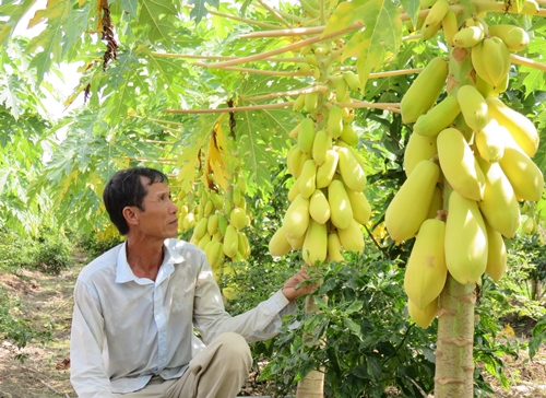 Ông Nho bên vườn đu đủ say trái