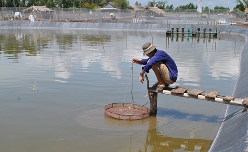 Kiểm tra sức khỏe tôm nuôi, chủ động phòng chống dịch bệnh trên tôm ở xã Phú Tân