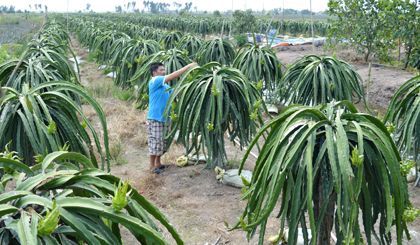 Nhiều diện tích thanh Long ở huyện Tân Phước đang đối mặt với nguy cơ hạn, mặn.  Ảnh: baoapbac.vn