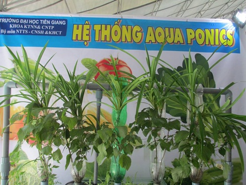 Ảnh minh họa: Mô hình Aquaponics của sinh viên Trường Đại học Tiền Giang