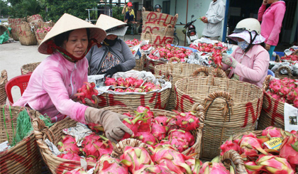 Thương lái thu mua thanh long ở huyện Chợ Gạo. Ảnh: baoapbac.vn