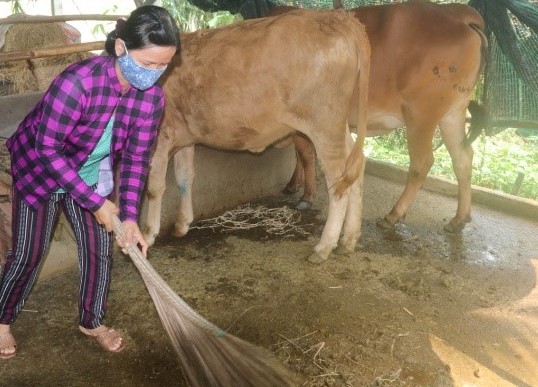 Nông dân xã Mỹ Phong (TP. Mỹ Tho) phát triển nghề chăn nuôi bò thịt.