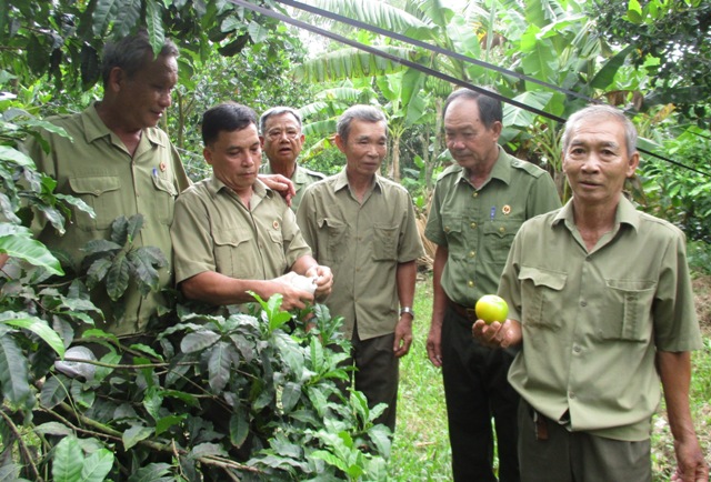 Trao đổi mô hình chuyên canh vú sữa hoàng kim.