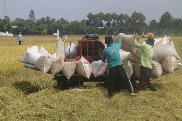 Thu hoạch vụ Đông Xuân ở các huyện phía Tây.