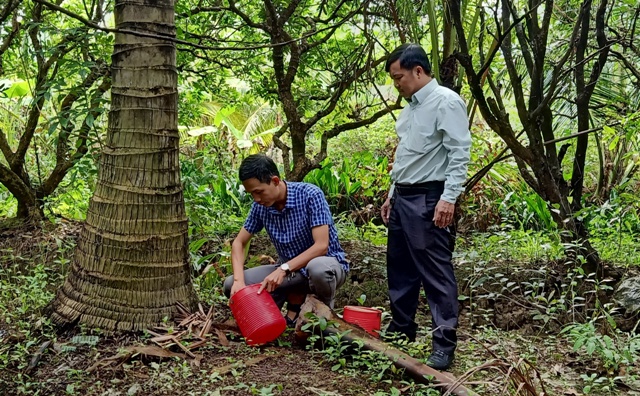 Chợ Gạo thực hiện giải pháp sinh học diệt sâu hại trên cây dừa