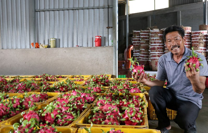 Cơ sở thu mua thanh long tại huyện Chợ Gạo.